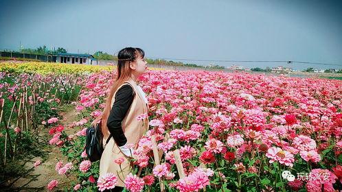 花海写真照片,捕捉春日浪漫瞬间